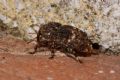 Acallocrates denticollis